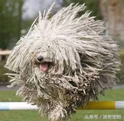 狗狗品種介紹大全，帶你走進(jìn)狗狗的世界