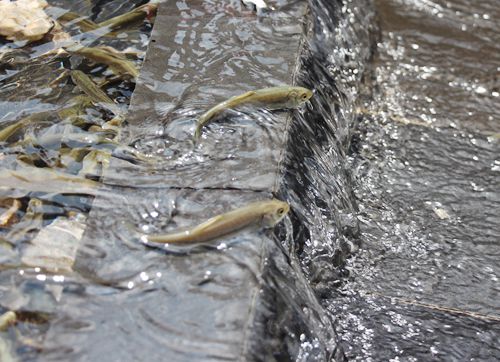 湟鱼之殇：3年被吃掉7.5万吨，拯救了数万人，为何很难恢复到巅峰