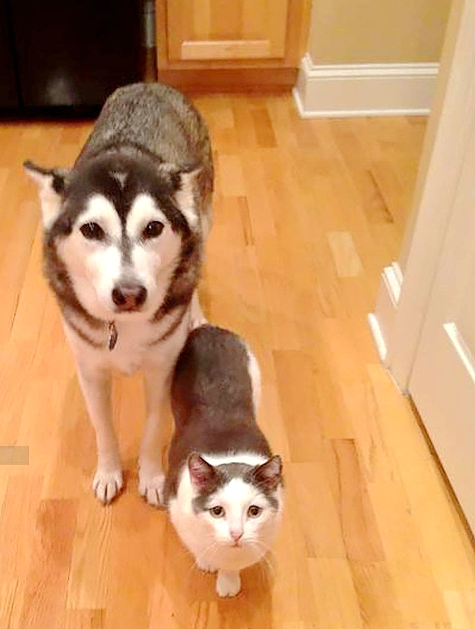 动物世界的幽默，15个动物笑话小故事，让人发笑又令人沉思-第2张图片-大千世界