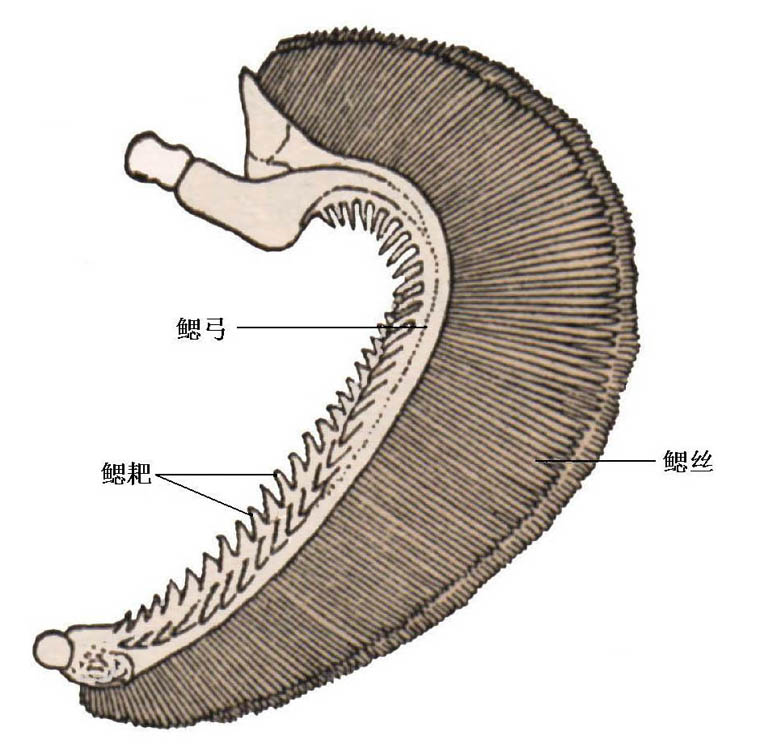 水生動物圖文欣賞(1)——常見常養(yǎng)的七種大宗淡水魚類