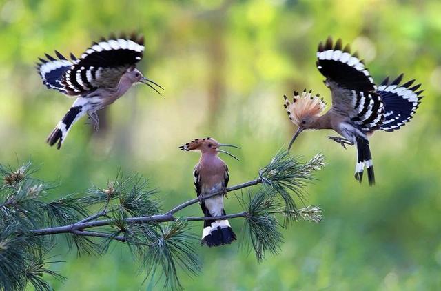 这种鸟非常漂亮却奇臭无比，都说是啄木鸟其实