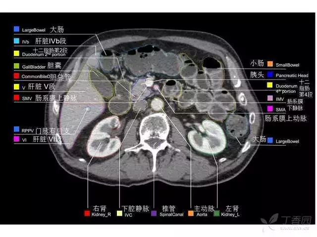 掌握这篇解剖，晋级腹部CT影像诊断高手（精细版）