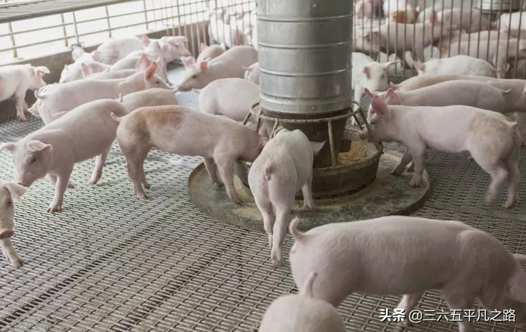 2021 is " 9 Tu Gong pigs " , does hog prices forecast: ? Li  appropriate? 