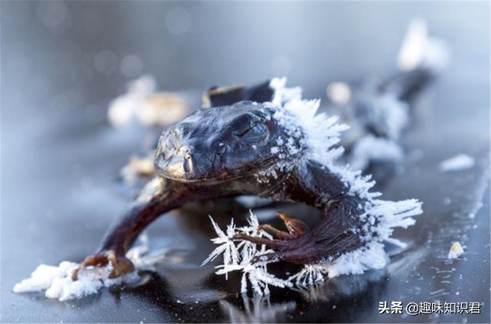 每日科普：新鮮出爐的冷知識分享