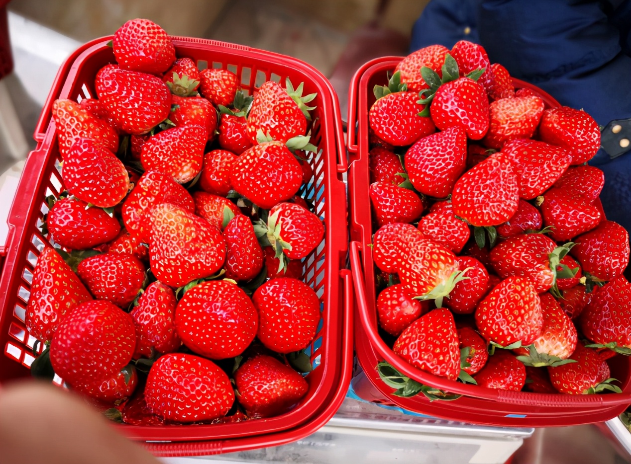 图片[3]-买草莓技巧 “这3种”草莓千万别买 水果贩自己都不吃-起舞食谱网
