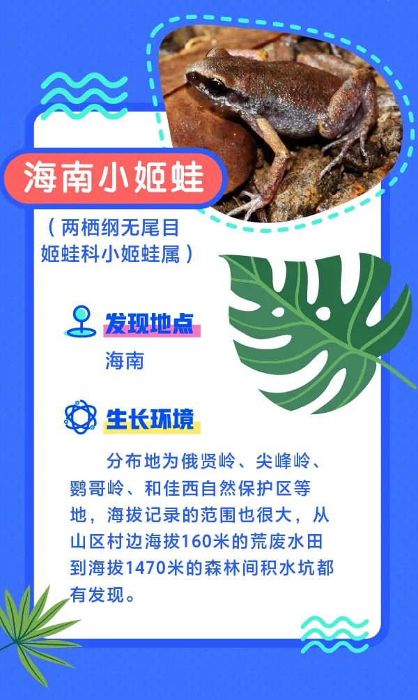 誰還不是個“小可愛”！這些動植物新物種你見過嗎？