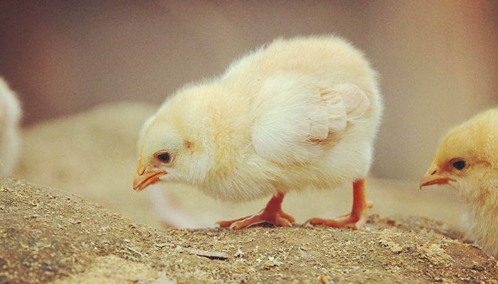 怕尖嘴动物的男艺人，张艺兴找孙红雷求助，他