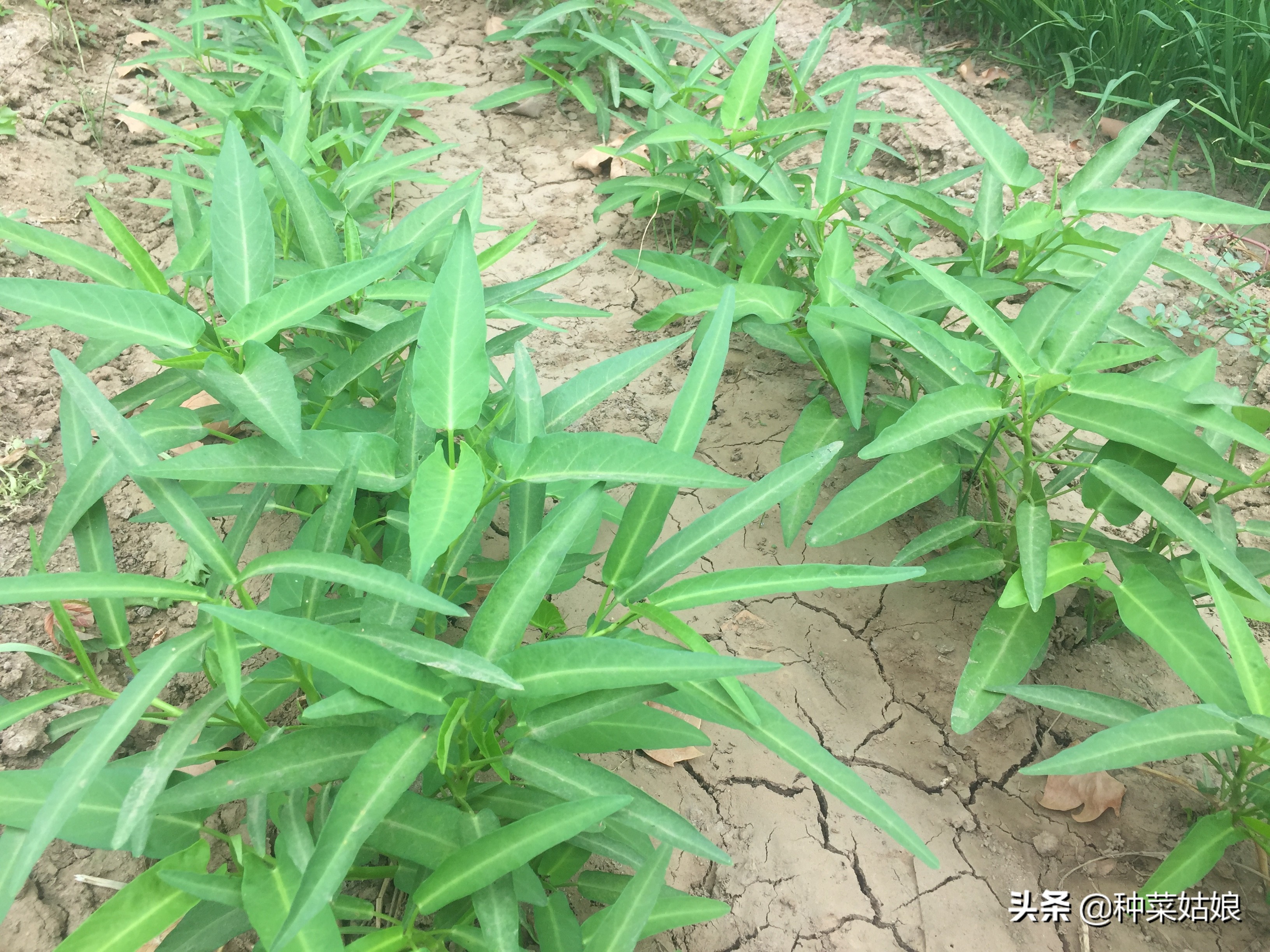 種植空心菜怎樣長得快 掌握這些方法 空心菜越長越多吃不完 種菜姑娘 Mdeditor