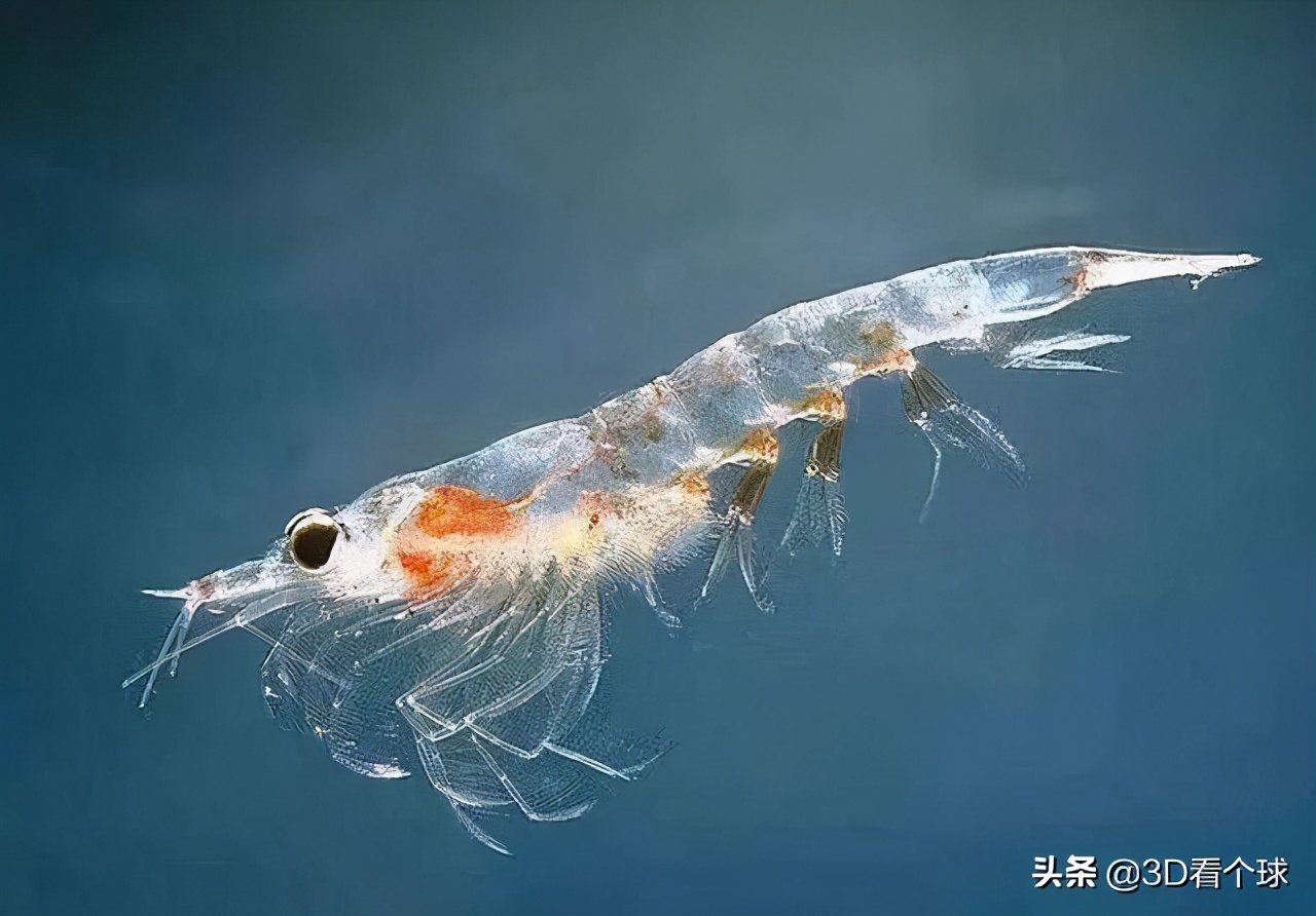 南極磷蝦遭到各國捕撈，堪稱“海上金礦”，但生態(tài)問題不容小覷