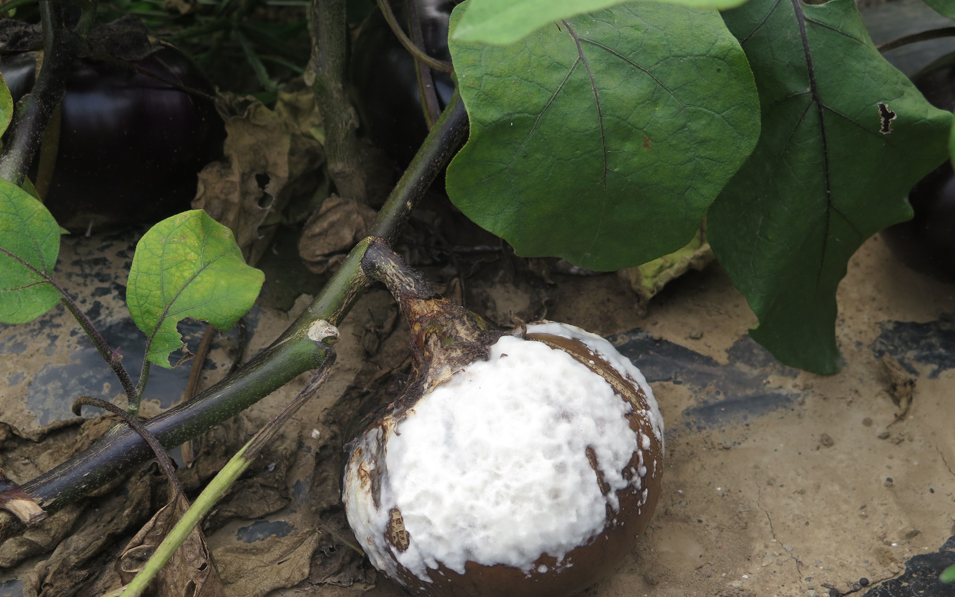 最近多雨天氣蔬菜難定植 專家：農(nóng)時未過暫勿慌