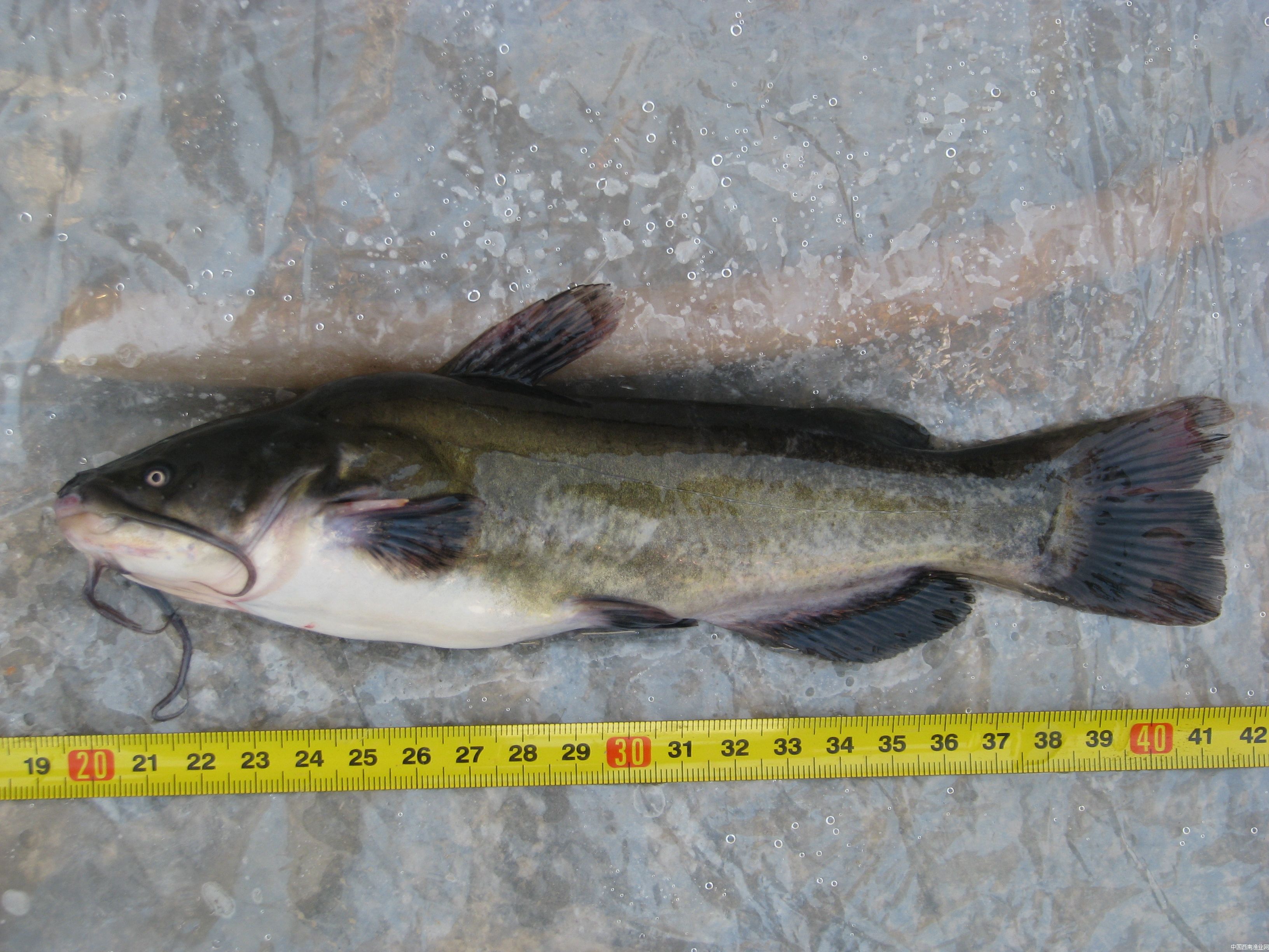 斑点叉尾鮰钳鱼以及鮰科鱼类肠道败血症及其防控方法