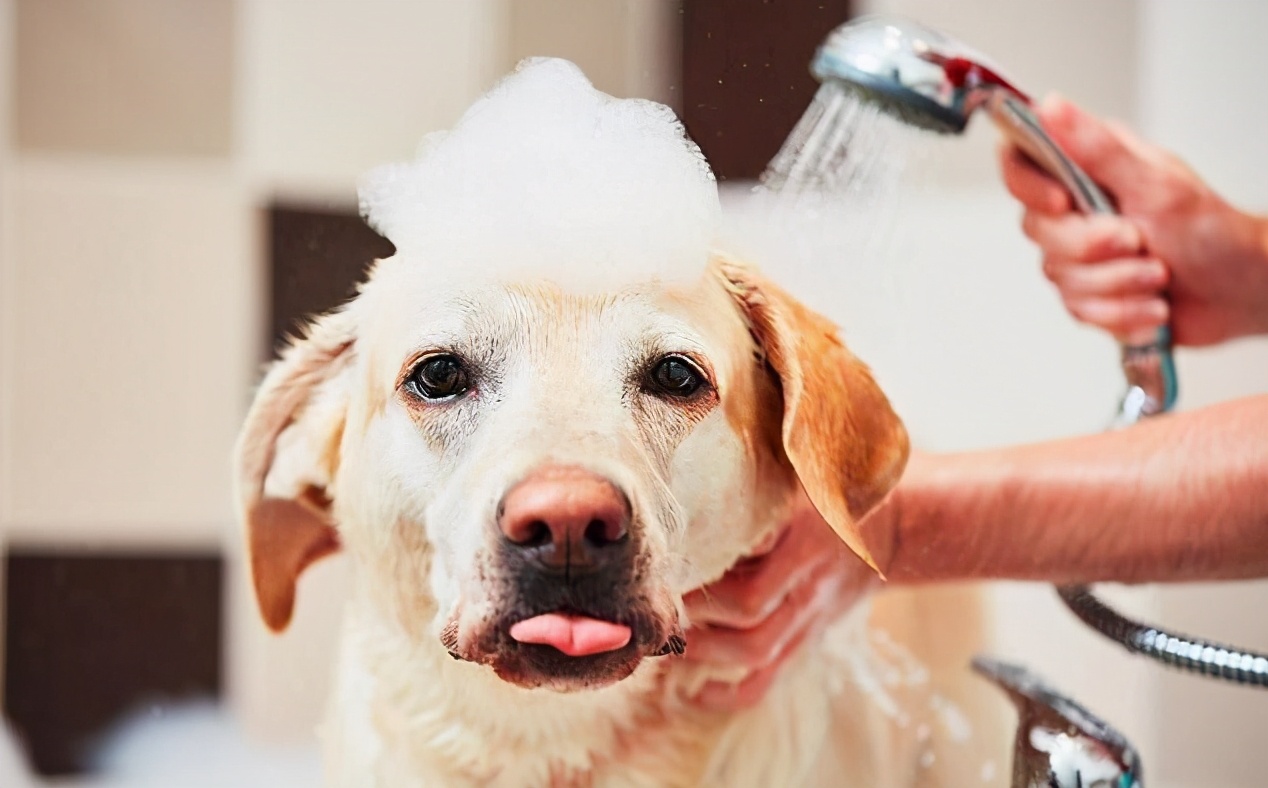 主人切记！狗狗有6个时候不能洗澡，对它伤害很大