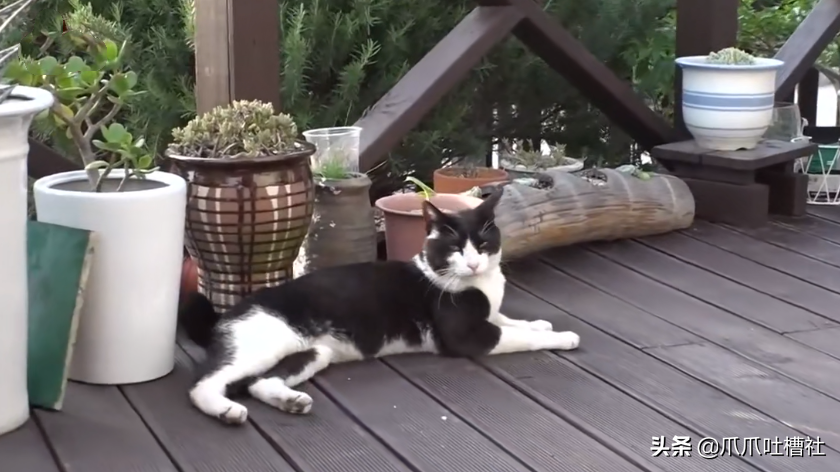 猫咪每日奔袭8公里，只为谈恋爱，谁说异地恋就没有好结局？