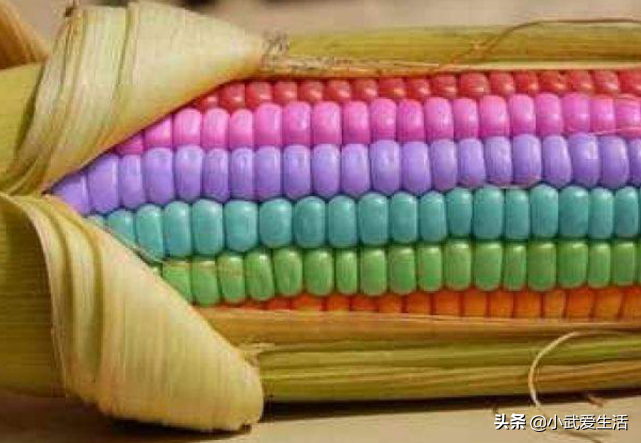 This kind of corn bestrews chromatic corn bead, cooking is ripe good-looking delicate, be in nowadays India is extremely welcome