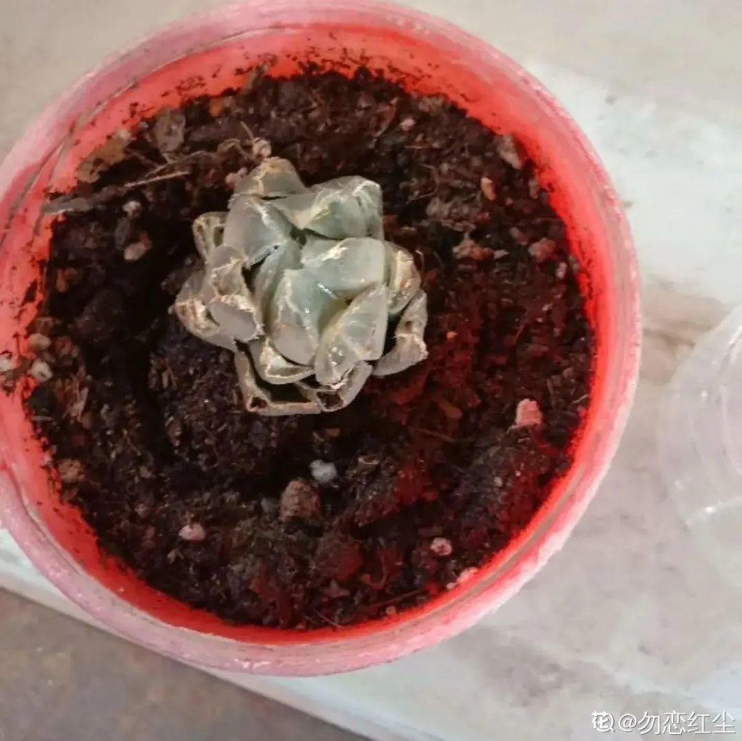 春天不能晒的花，越晒越丑，放阴凉地儿，反倒