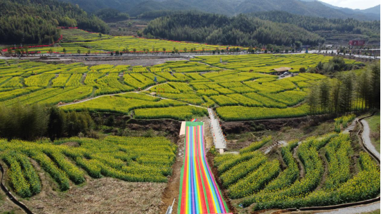 福建省上杭县：古田景区千亩油菜花竞相绽放