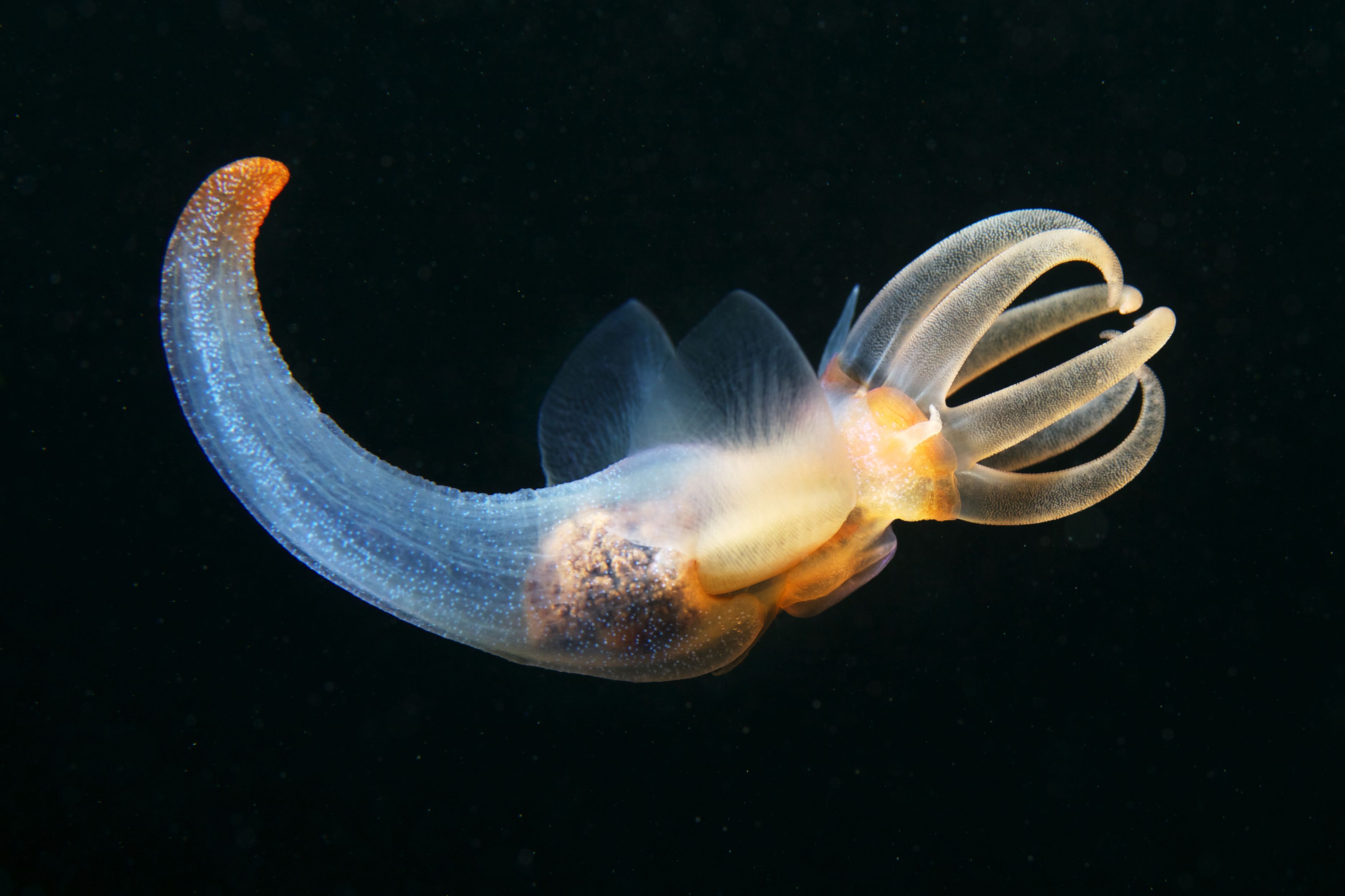 海天使兽海天使美丽而神秘的海洋生物数码宝贝中海天使兽的原型