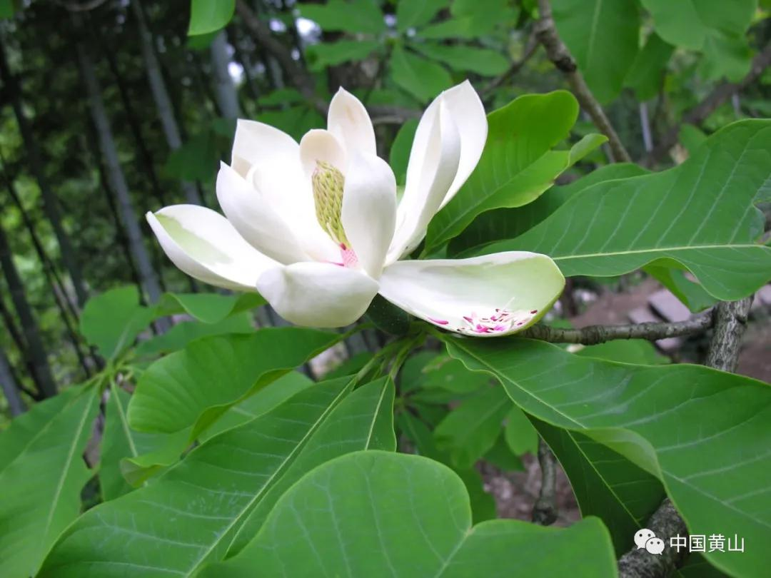 世界野生动植物日｜黄山，万物生灵繁衍生息的天堂