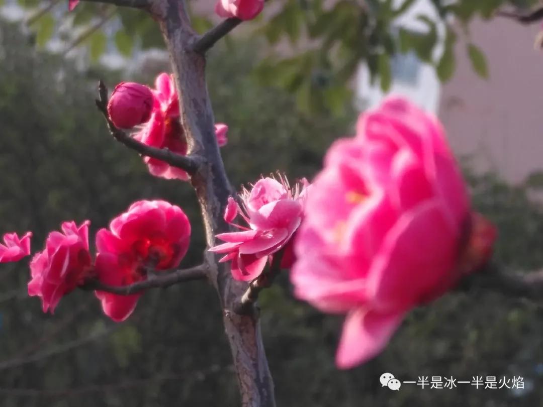散文诗：跟着春天走-第1张图片-非凡网