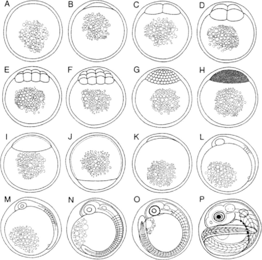 食肉鱼类_西南渔业网 水花鱼 水产养殖专业网 渔业行业门户网 西南