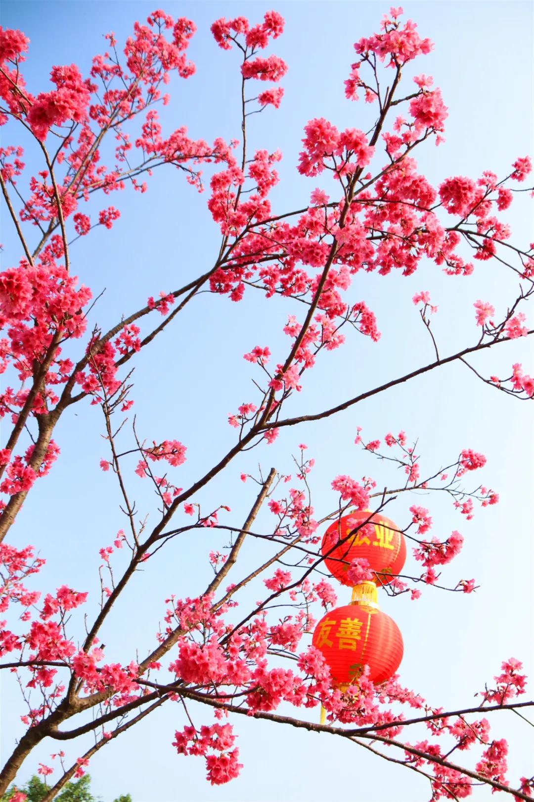 春天花儿悄悄开~