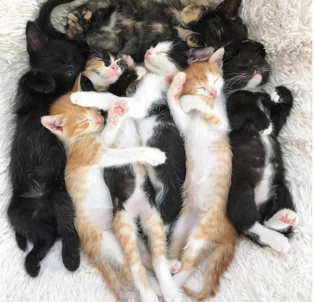流浪貓媽媽將自己的7個孩子交給好心女孩，自己卻因病痛過世