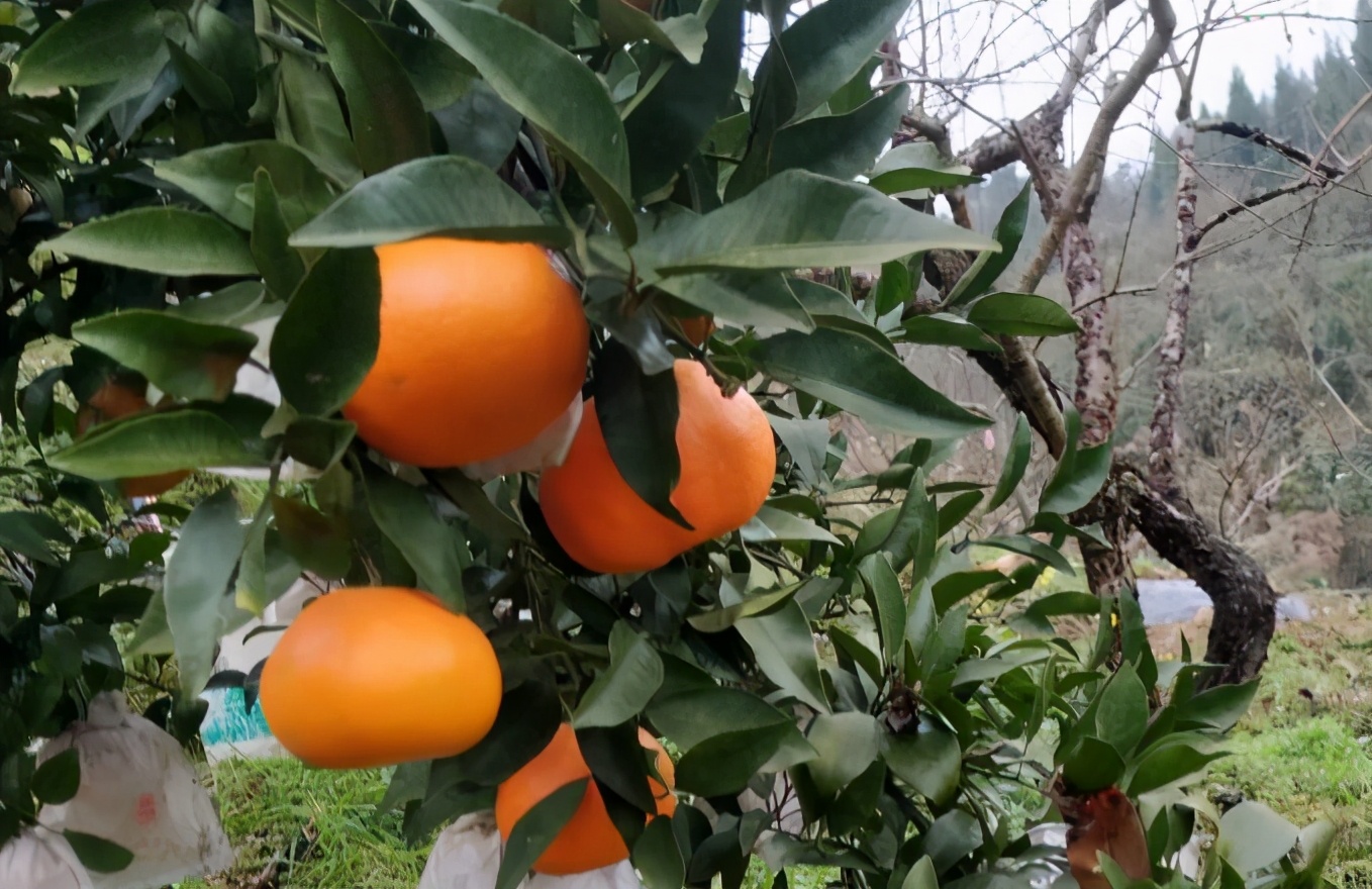 明日见柑橘种植难，3个因素为主，果农如何提高栽培成功率？