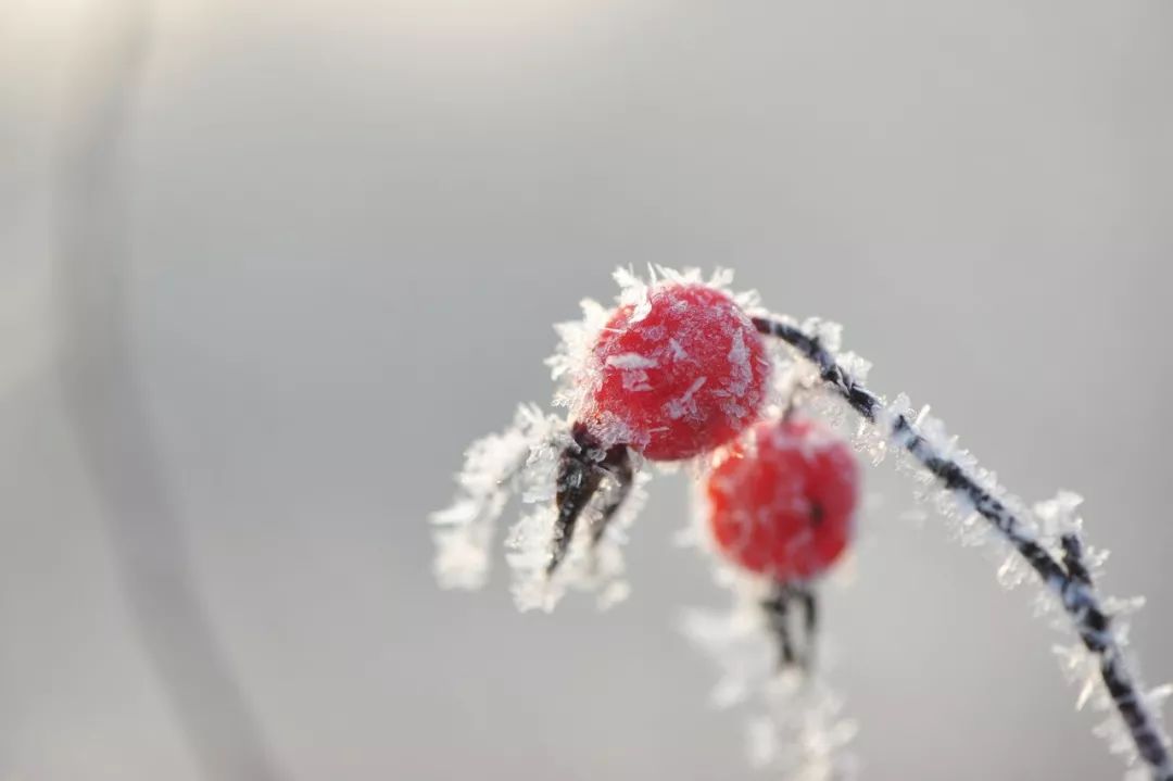 诗词里的100个冬天，那么冷，那么美-第3张图片-诗句网