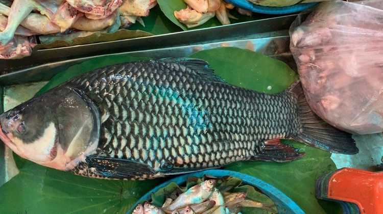 国鱼被吃到濒危，柬埔寨渔业部门求民众放过