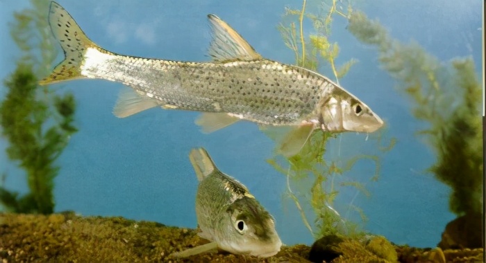 中国淡水鱼图集(一)4-89_养鱼知识_西南渔业网 水花鱼 水产养殖专业网