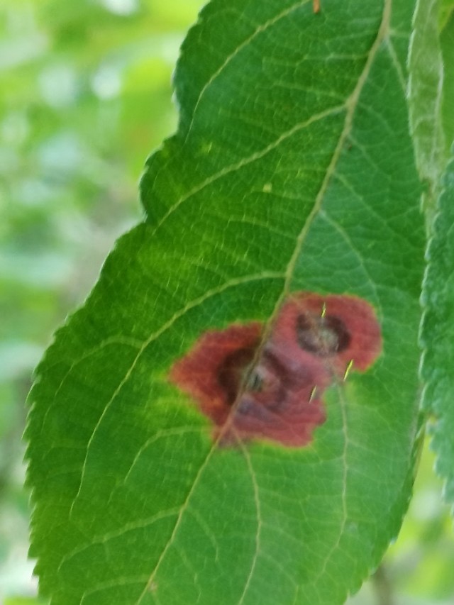 如何用园林栽培技术防治园林植物病虫害