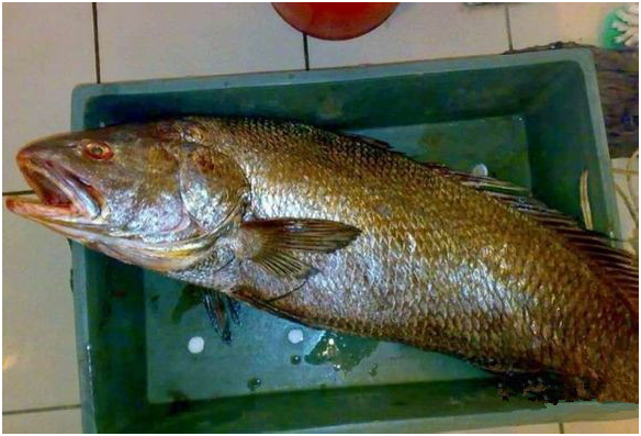 看图识鱼88种水产海鲜