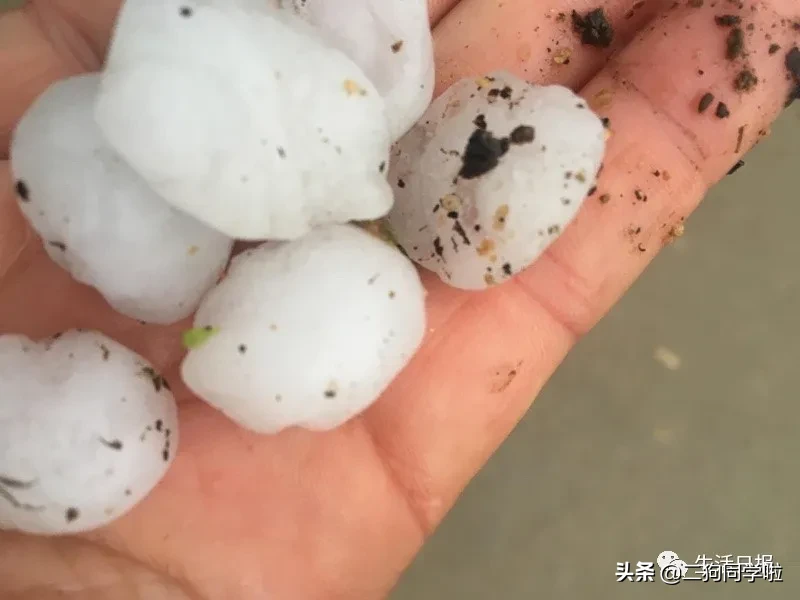 昨晚，山东14市遭遇冰雹天气！最大鸡蛋个头等于从3楼扔下个花盆