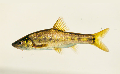 下得以幸存并发展壮大起来——滇池金线鲃和银白鱼就是其中的"幸运儿"