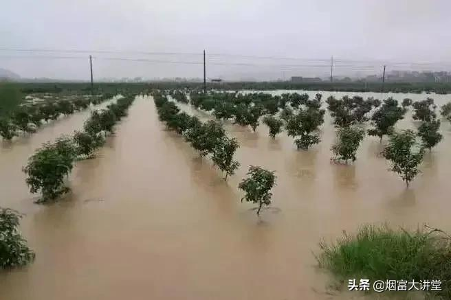 加强果树灾后管理:排涝、恢复树势刻不容缓
