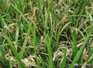 今年吉林省水稻稻瘟病呈中等偏重发生态势，危害盛期预计出现在7月下旬到8月中旬