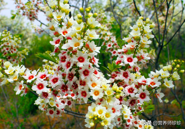 山上一种植物 嫩叶和花是菜 也是保健茶 若家乡有 不吃可惜了 营养师珍珍 Mdeditor
