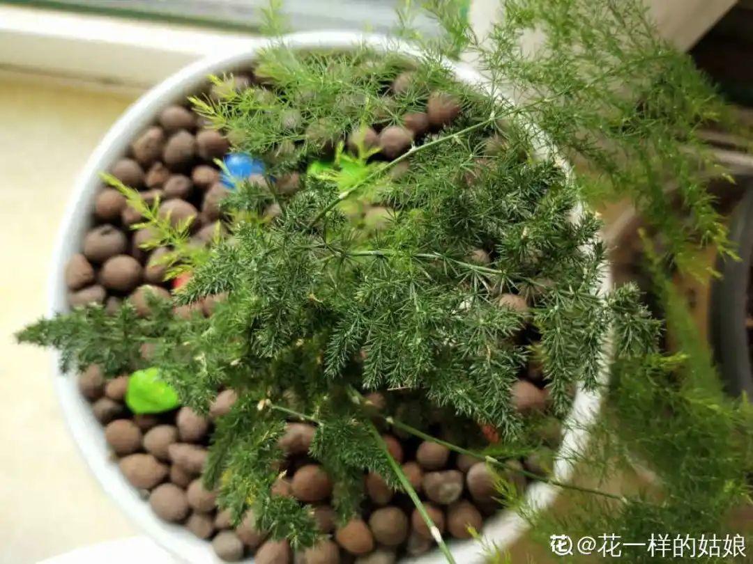 春天不能晒的花，越晒越丑，放阴凉地儿，反倒