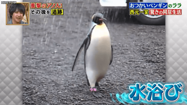 這只日本小鎮的網紅企鵝，每天最愛的事是背包去魚店討魚吃～