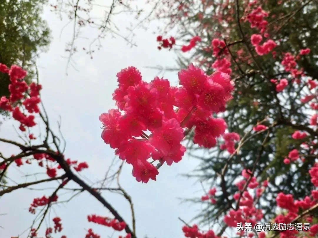 武汉的樱花，开了