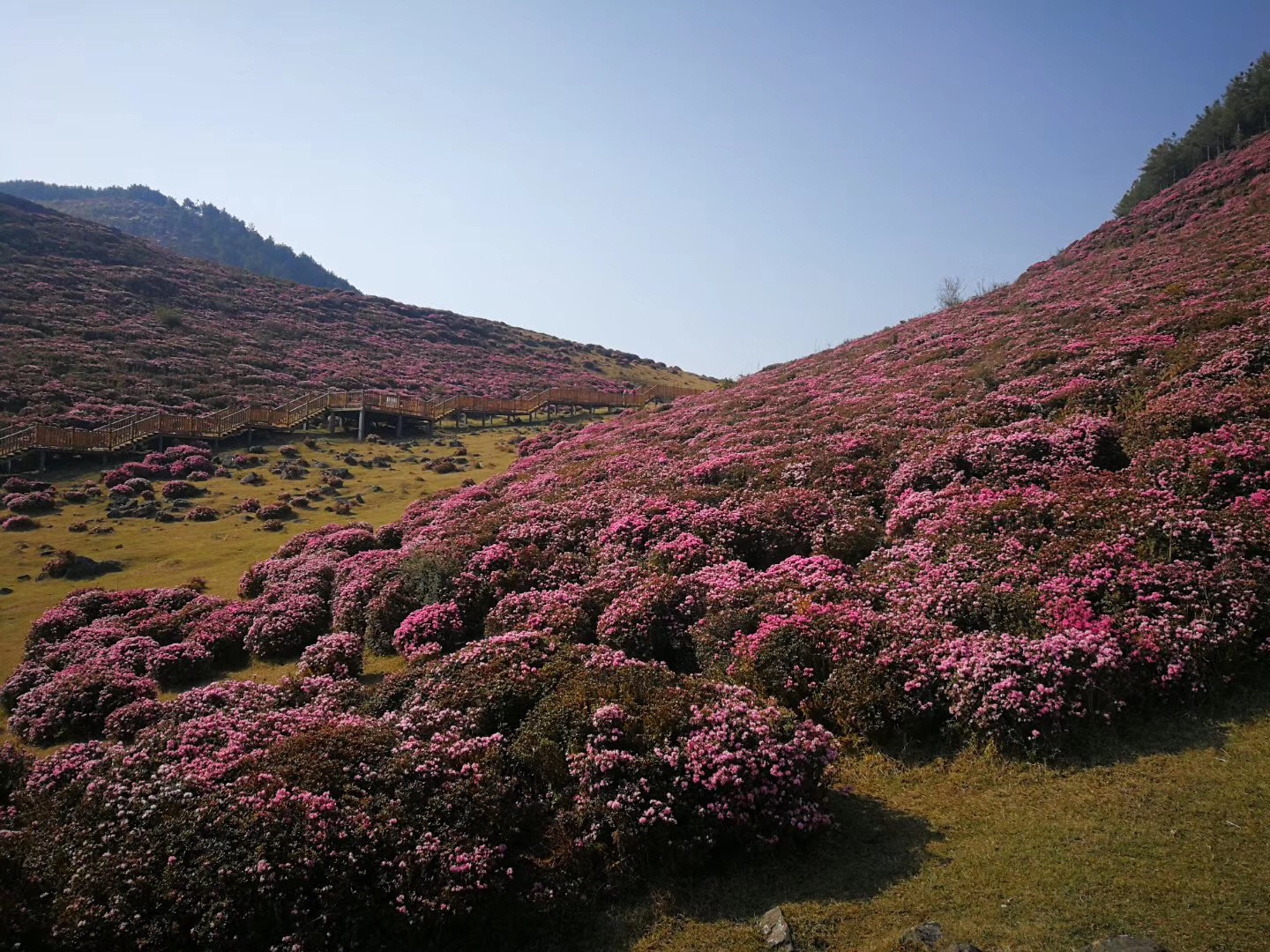 禄劝马鹿塘4000亩杜鹃花进入最佳赏花期