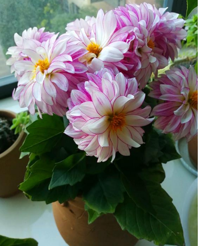 8种 早春花 开花早 花期长 耐寒 抗旱 比绿萝都皮实好养 资讯咖 8种 早春花 开花早 花期长 耐寒 抗旱 比绿萝都皮实好养 资讯咖