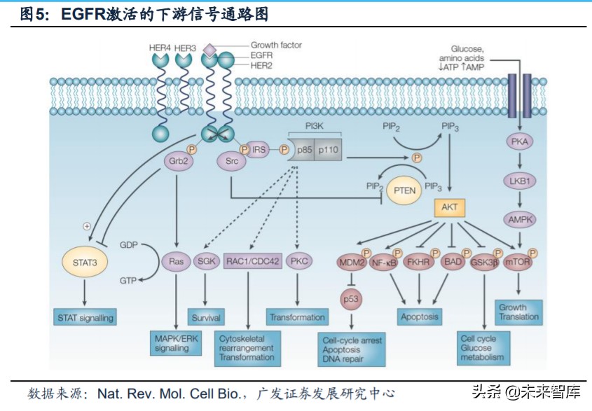 医药行业专题：第三代EGFR-TKI药物，第一大癌症造