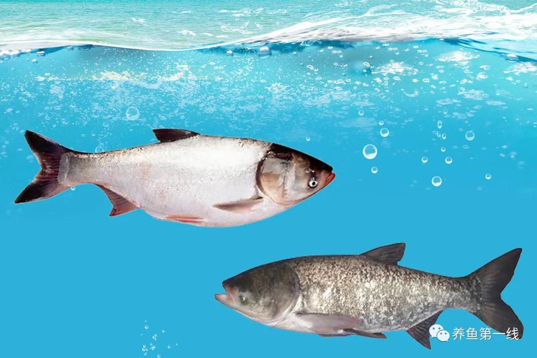 鱼塘水质恶化的原因及对策：水质恶化的四个指标和五个应对方法