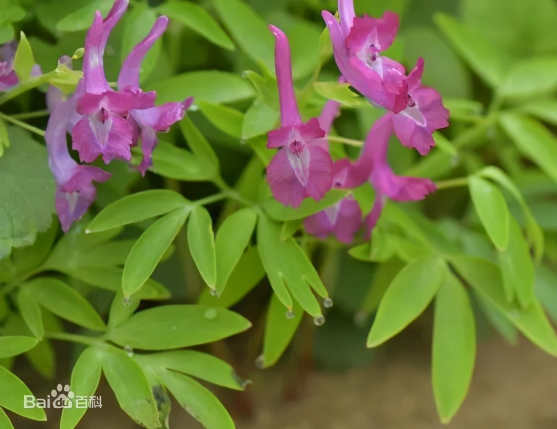 《本草纲目》故事：延胡索止痛