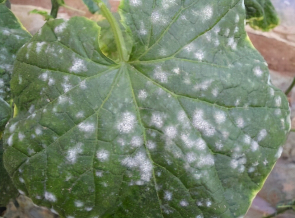 种植黄瓜，这样防治病害，产量比较高（黄瓜常见病害防治）