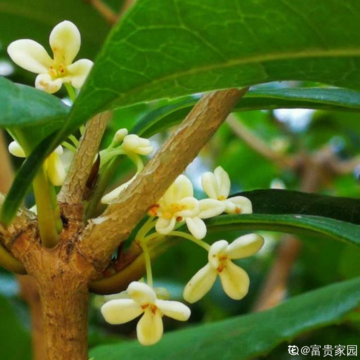 養(yǎng)4種植物堪稱“投資”，養(yǎng)得越久，價值翻好幾倍