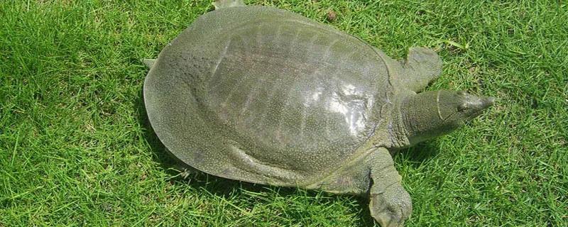 烏龜、甲魚、王八、鱉的區別