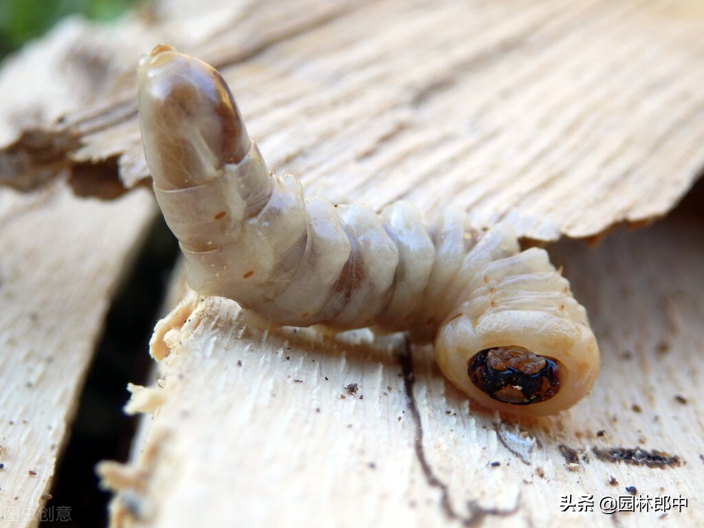 春季，蛀干害虫危害初发期，此时防治正当时-第2张图片-农百科