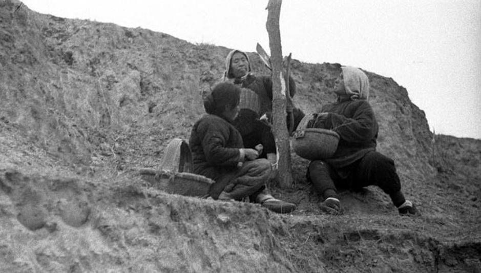 春天的新鮮野味、荒年的救命食糧、傳世的家具材料：榆樹